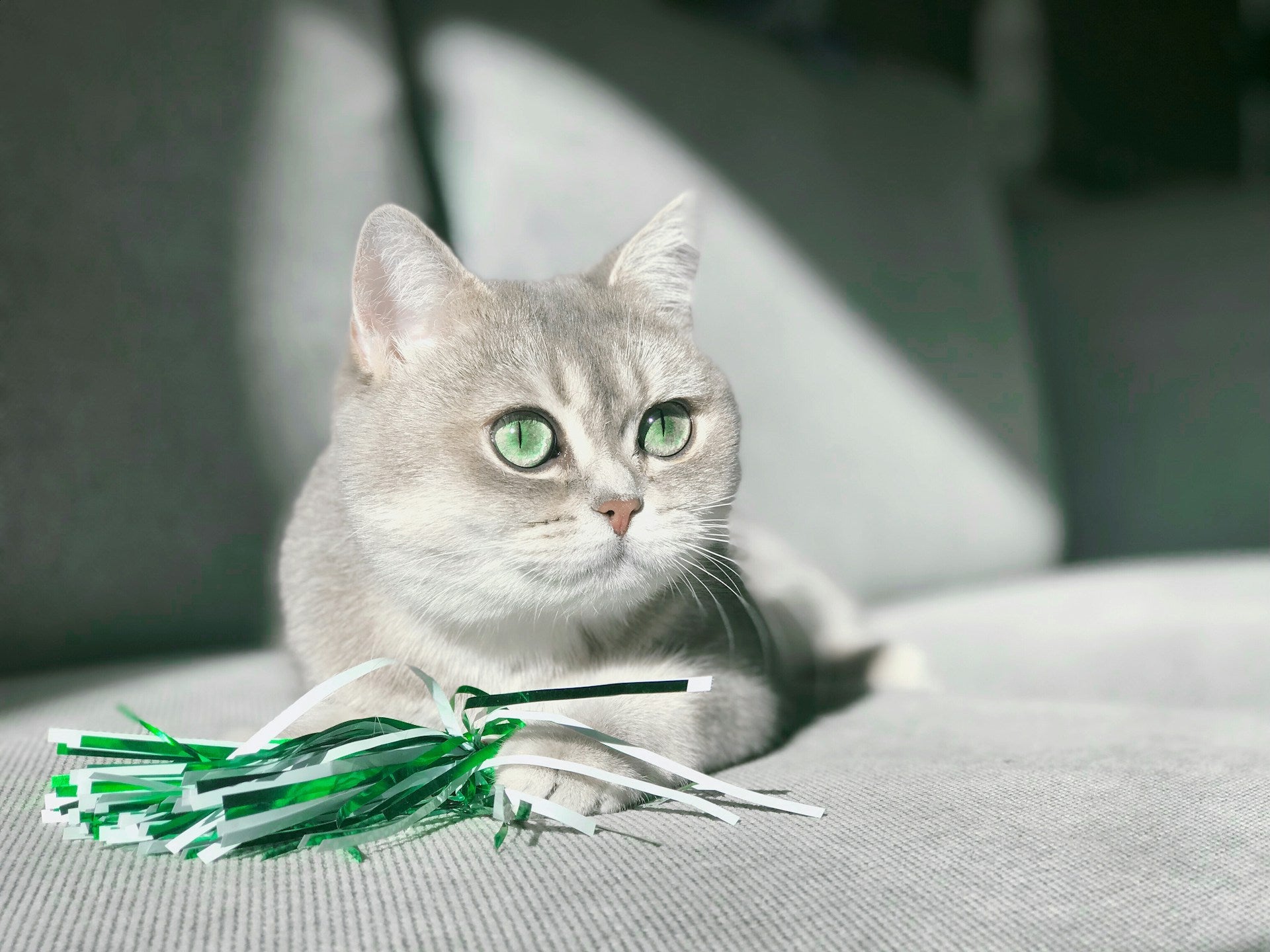 Pet Supplies