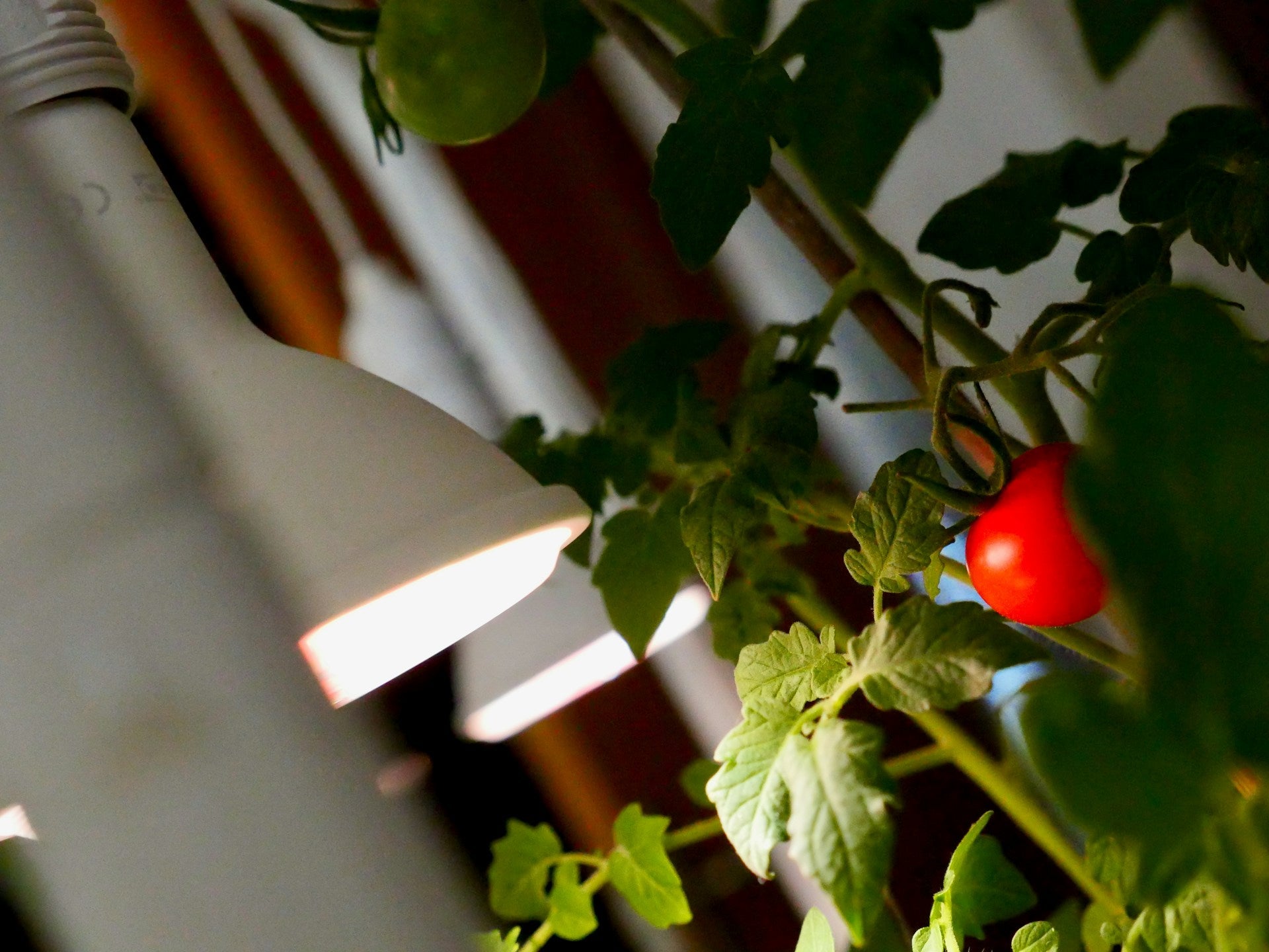 Home & Garden